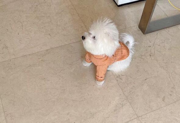 什么是波比跳